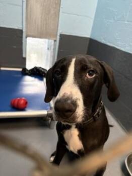 Cane - 1 -  Pit Bull Terrier and Mixed Breed Dog for Adoption in Daytona Beach, Florida - Cane - 1 | PetCurious