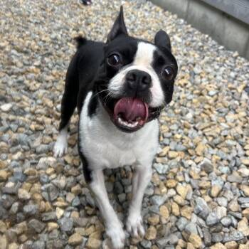 Jay -  Boston Terrier Dog for Adoption in St. Louis, Missouri - Jay | PetCurious