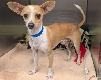 A553658 -  Chihuahua and Mixed Breed Dog for Adoption in Moreno Valley, California - A553658 | PetCurious