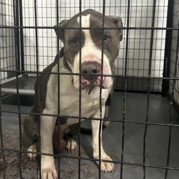 Uno -  Terrier Dog for Adoption in St. Louis, Missouri - Uno | PetCurious