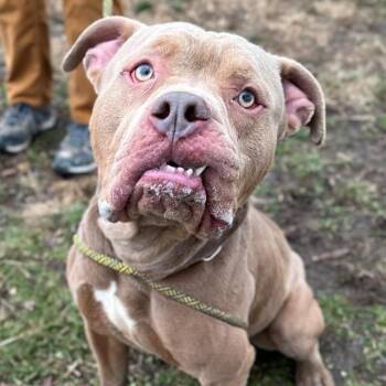 HARRIS -  Pit Bull Terrier and Mixed Breed Dog for Adoption in Indianapolis, Indiana - HARRIS | PetCurious