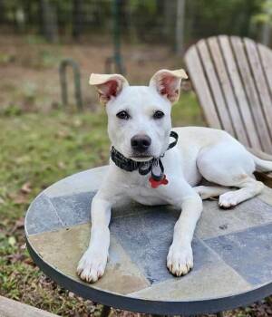 Rescue Labrador Retriever Dogs for Adoption in Pittsboro, North Carolina - Demi | PetCurious