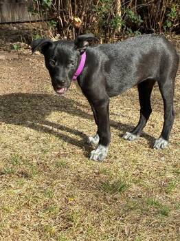 Cattle Dog and Mixed Breed Dogs Available for Adoption in Fort Collins, Colorado - Raven | PetCurious