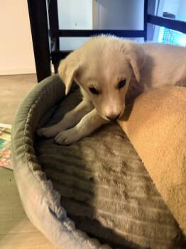 Labrador Retriever Dogs Available for Adoption in The Woodlands, Texas - Paco | PetCurious
