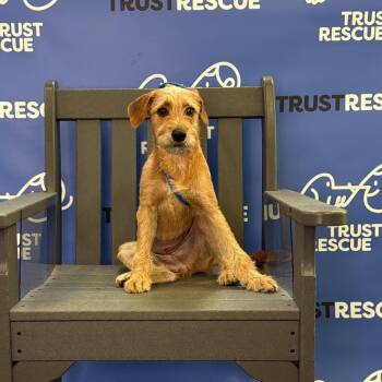 DAFFNEY -  Terrier Dog for Adoption in Waterford, New Jersey - DAFFNEY | PetCurious