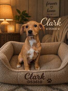 Beagle and Mixed Breed Dogs Available for Adoption in Clarksville, Tennessee - Clark (blue) | PetCurious