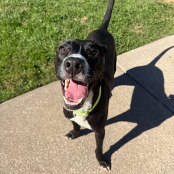 Bubba -  Black Labrador Retriever and Mixed Breed Dog for Adoption in Milan, Illinois - Bubba | PetCurious