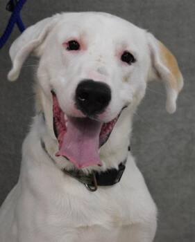 BEXLEY -  Great Pyrenees and Labrador Retriever Dog for Adoption in Cookeville, Tennessee - BEXLEY | PetCurious