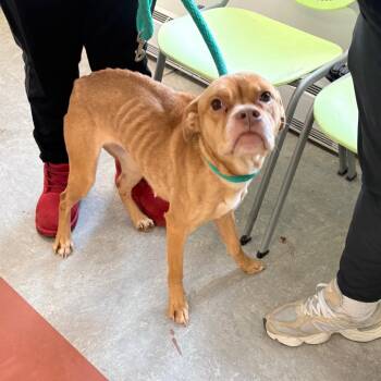 Labrador Retriever Dogs Available for Adoption - Nani | PetCurious