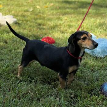 Homer And Marge -  Beagle and Dachshund Dog for Adoption in Locust Fork, Alabama - Homer And Marge | PetCurious