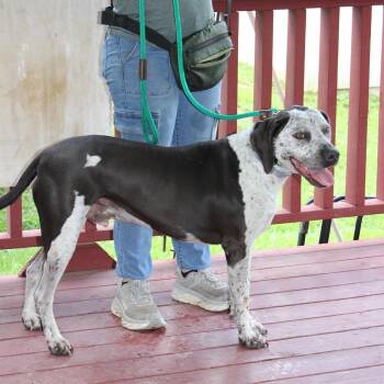 Dallas -  Pointer Dog for Adoption in Helena, Alabama - Dallas | PetCurious
