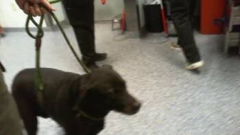 Labrador Retriever and Mixed Breed Dogs Available for Adoption - HANK | PetCurious