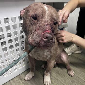 Mixed Breed Dogs Available for Adoption in Summerville, South Carolina - Sir. Rufus | PetCurious