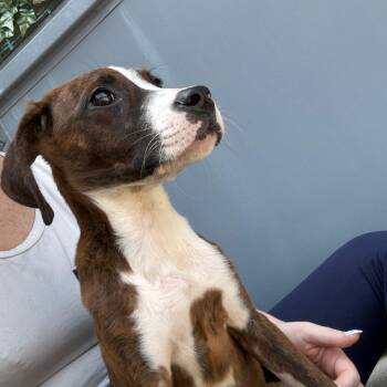 Serafina -  Mixed Breed Dog for Adoption in Greensboro, North Carolina - Serafina | PetCurious