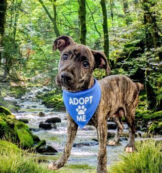 Labrador Retriever and Hound Dogs Available for Adoption - Goofy | PetCurious