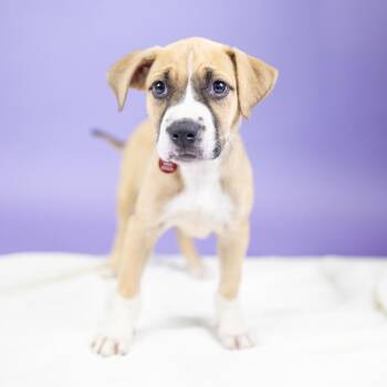 Lalaine -  Mixed Breed Dog for Adoption in Portland, Oregon - Lalaine | PetCurious