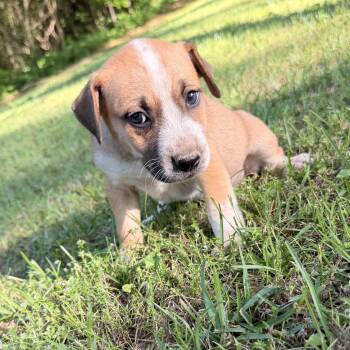 Hound and Australian Cattle Dog Blue Heeler Dogs Available for Adoption in Warrior, Alabama - Harlow | PetCurious