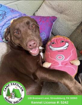 Shantell -  Labrador Retriever Dog for Adoption in Stroudsburg, Pennsylvania - Shantell | PetCurious