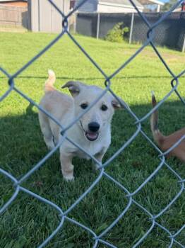 Fia -  Australian Cattle Dog Blue Heeler Dog for Adoption in Irwin, Pennsylvania - Fia | PetCurious