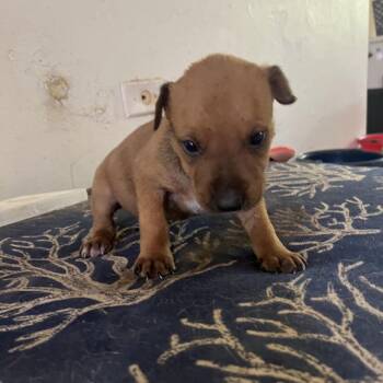 Friday -  Mixed Breed Dog for Adoption in Frederiksted, St. Croix - Friday | PetCurious