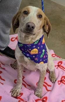 American Foxhound Dogs Available for Adoption in East Amherst, New York - Biscoff | PetCurious