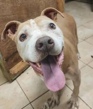 Rescue Boxer and Mastiff Dogs for Adoption in Troy, Alabama - Bruce Almighty *Senior* | PetCurious