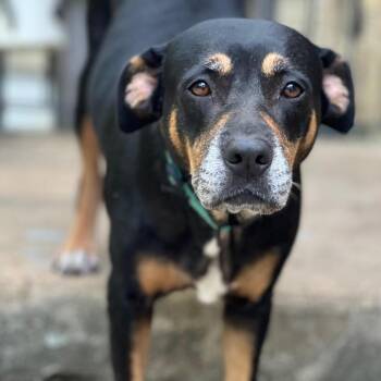 Cabot -  Bernese Mountain Dog and Labrador Retriever Dog for Adoption - Cabot | PetCurious