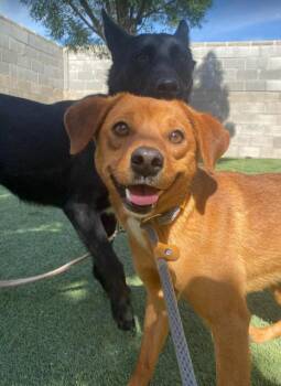 Chihuahua and Beagle Dogs Available for Adoption in Sedalia, Colorado - Harry | PetCurious