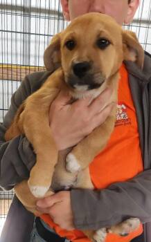 Mixed Breed Dogs Available for Adoption in Manchester, Connecticut - Meeka | PetCurious