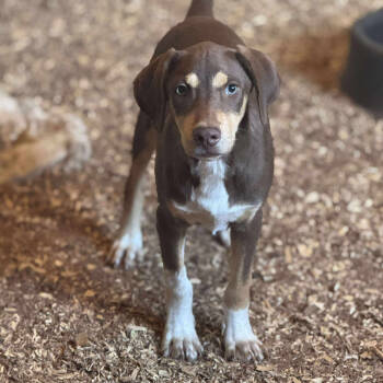 Rescue Terrier Dogs for Adoption in Anahuac, Texas - Aero - PW1405 | PetCurious