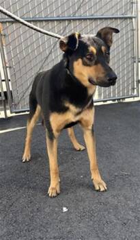 German Shepherd Dog and Mixed Breed Dogs Available for Adoption - PLUTO | PetCurious