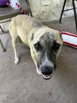 VANILLA -  German Shepherd Dog Dog for Adoption in Sugar Land, Texas - VANILLA | PetCurious