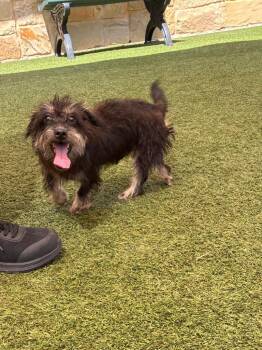 Tanner -  Dachshund and Terrier Dog for Adoption in Seguin, Texas - Tanner | PetCurious