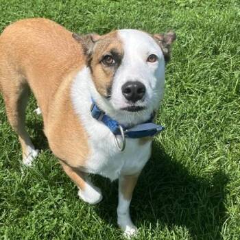 Nala AKA Harley -  Mixed Breed Dog for Adoption in Dubuque, Iowa - Nala AKA Harley | PetCurious