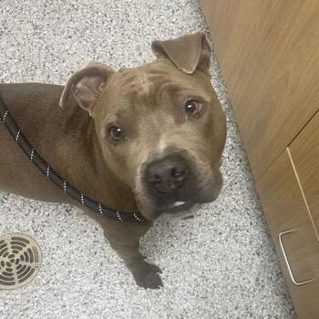 Luna -  Pit Bull Terrier Dog for Adoption in Chicago, Illinois - Luna | PetCurious