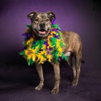 Pit Bull Terrier and Mixed Breed Dogs Available for Adoption - DRAKO | PetCurious