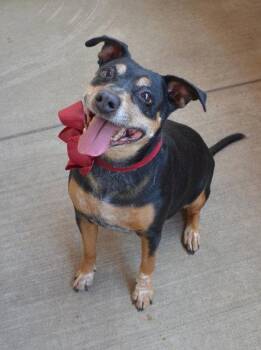 Mocha -  Mixed Breed Dog for Adoption in Mckinney, Texas - Mocha | PetCurious