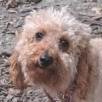Vivienne -  Miniature Poodle Dog for Adoption in Sinking Spring, Pennsylvania - Vivienne | PetCurious