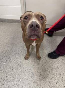 Nyla -  Fox Terrier and Mixed Breed Dog for Adoption in Fishers, Indiana - Nyla | PetCurious