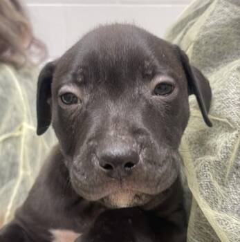 Pit Bull Terrier Dogs Available for Adoption - Knack | PetCurious