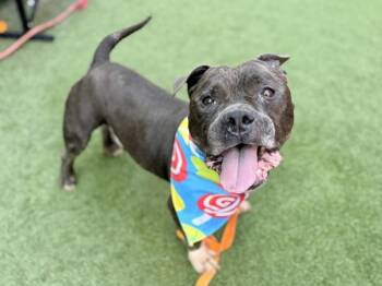 Zeus -  Mixed Breed Dog for Adoption - Zeus | PetCurious