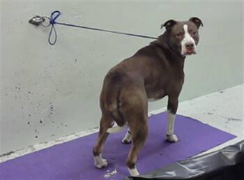 Staffordshire Bull Terrier and Mixed Breed Dogs Available for Adoption in Houston, Texas - A2070653 | PetCurious