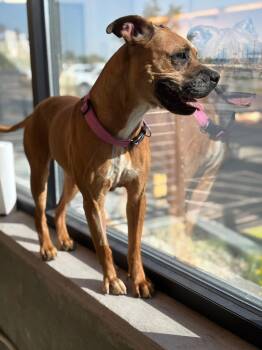 Rescue Boxer and Pit Bull Terrier Dogs for Adoption in Riverton, Utah - Bella | PetCurious