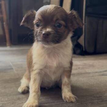 Arly -  Dachshund and Chihuahua Dog for Adoption in Kim, Colorado - Arly | PetCurious
