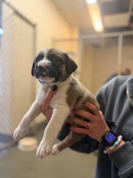 Rescue Terrier Dogs for Adoption in Corinth, Mississippi - Chestnut 25D-353 | PetCurious