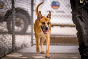 Shepherd Dogs Available for Adoption in Twentynine Palms, California - Jeffery | PetCurious
