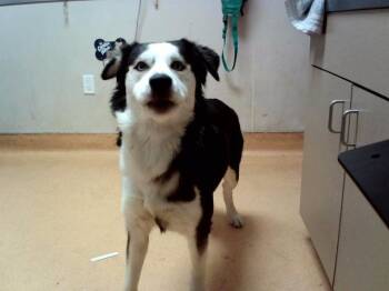 BETTY -  Siberian Husky and Mixed Breed Dog for Adoption in Martinez, California - BETTY | PetCurious