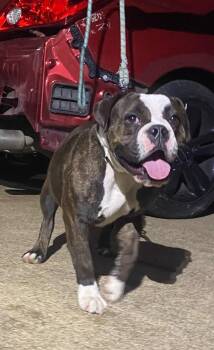 Rescue American Bulldog Dogs for Adoption in Dallas, Texas - Lola | PetCurious