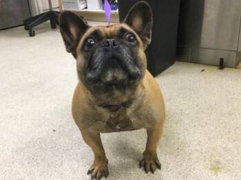 SPOOKY -  French Bulldog Dog for Adoption in Riverside, California - SPOOKY | PetCurious