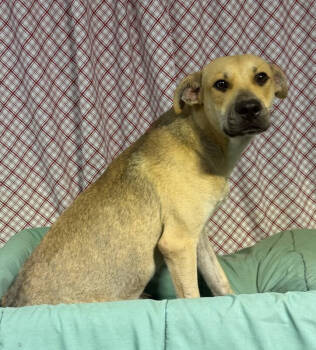 Rescue Black Mouth Cur Dogs for Adoption in Opelousas, Louisiana - Austin | PetCurious